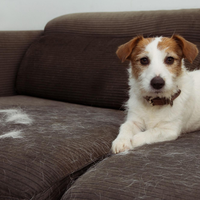 Con solo 1 cosa: el truco de la abuela para quitar los pelos de tu mascota en la ropa oscura