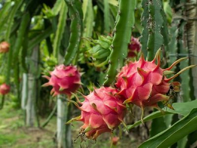La planta que puede crecer en tu jardín y darte el fruto más codiciado