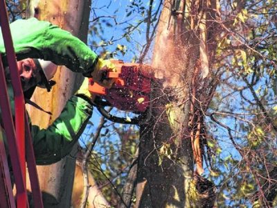 Habilitaron la inscripción online para el permiso de poda 2025 en la ciudad de Neuquén