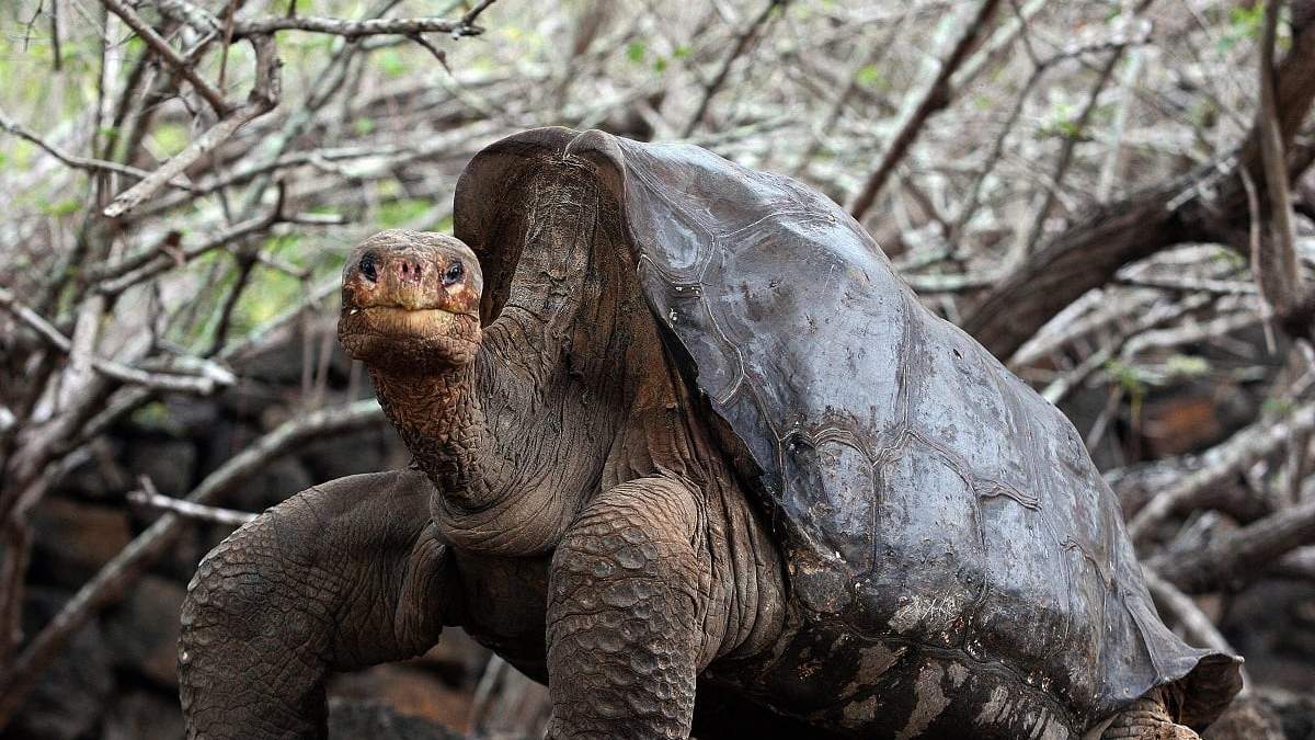 Una tortuga gigante de las islas Galápagos. Fuente: (Twitter)