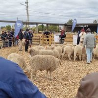 Se realizó la 13° Feria Integral de la Producción en Zapala