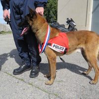 Así entrenó Francia a sus perros para detectar pacientes con coronavirus