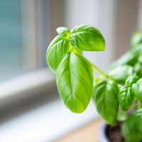 Descubrí por qué necesitás una planta de albahaca en la cocina