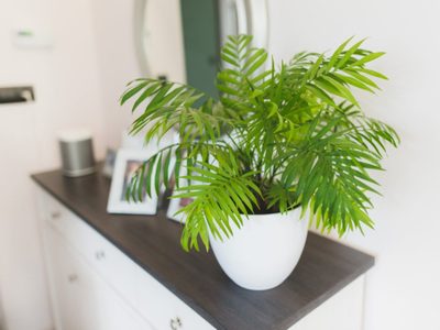 La planta que tenés que poner en tu dormitorio porque purifica el aire y lo llena de buenas vibras