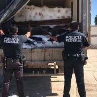 La PF asegura cinco toneladas de producto marino en Baja California