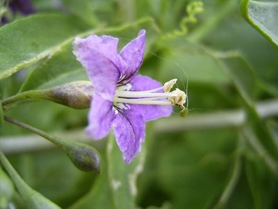 Talilla: el arbusto nativo que es un manjar para los colibríes y no necesita agua ni suelos ricos