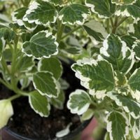La planta mágica que cautiva por su aroma y limpia tu casa de las malas energías