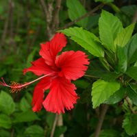 La planta de hermosas flores que podés encontrar en la calle y que esconde un impensado secreto