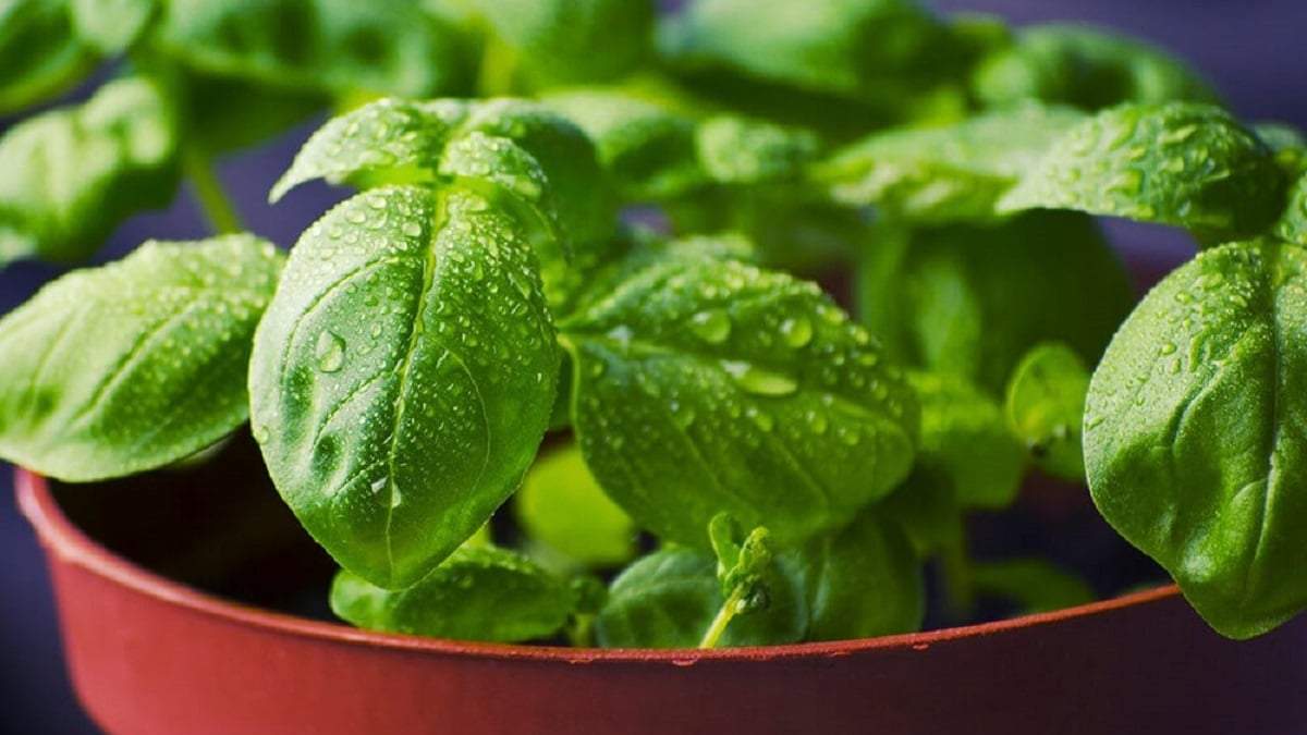 Albahaca. Fuente: (X)