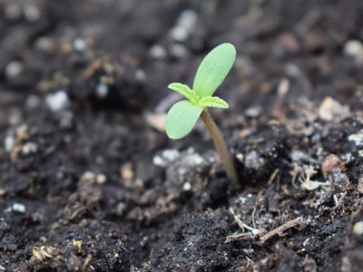 Prepará el más efectivo abono para tus plantas con algo que todo el mundo tira y que es un verdadero tesoro