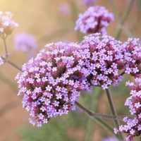 La queremos: la planta cuyas flores parecen de papel, dan un exquisito perfume y atraen a las mariposas