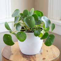Pilea Peperomioides, la planta de interior que atrae el dinero y la buena suerte: cómo cuidarla
