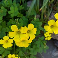 No las pises más: las flores que crecen entre algunas plantas del jardín y muchos la confunden con maleza