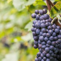 Pinot Noir con burbujas para conmemorar el mes de esta cepa