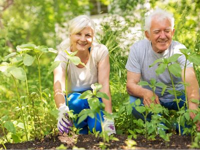 La planta que con solo olerla potencia la memoria y ayudar a prevenir el deterioro cognitivo