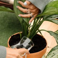 Aprovechá los días de lluvia: las plantas que pueden mojarse para que crezcan más hermosas