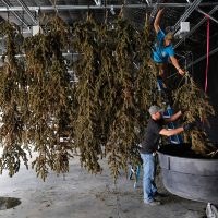California: más allá de Clinton-Trump, el voto por la mariguana