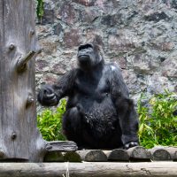 Muere gorila 'Arila” en zoológico de Zacango por insuficiencia cardiaca, según primeros reportes
