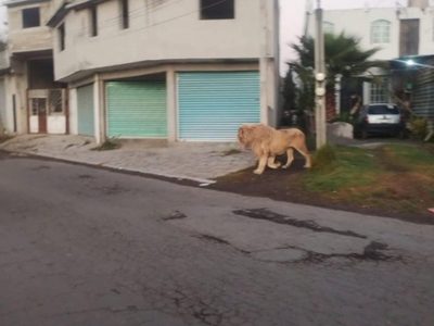 León deambula libremente por calles de Ocoyoacac; cuidador lo regresa a su domicilio (Video)