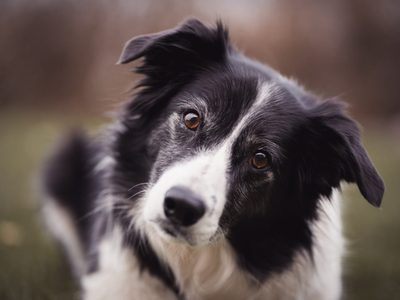 Curiosidades del border collie, un perro que es inteligente, cariñoso y muy buen actor