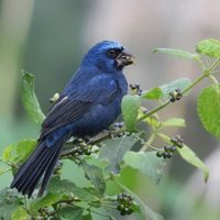 Curiosidades de la Reinamora, el pájaro que podría dejar de existir: cómo y por qué