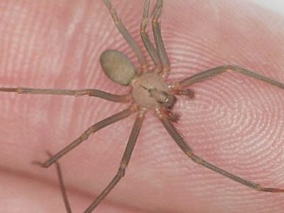 Lo muerde araña violinista y le niegan atención médica en Puebla