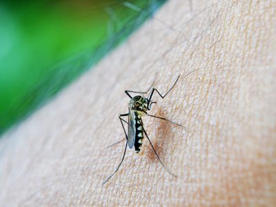 Reportaron la primera muerte por coinfección de dengue en el país