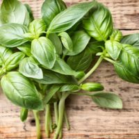 El secreto de la abuela para que tu planta de Albahaca produzca las hojas más deliciosas y frescas