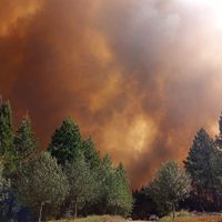 Incendio forestal en Aluminé: ya afectó a tres mil hectáreas del bosque nativo