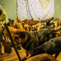Rescatan a 300 perros hacinados en albergue de Ensenada, Baja California