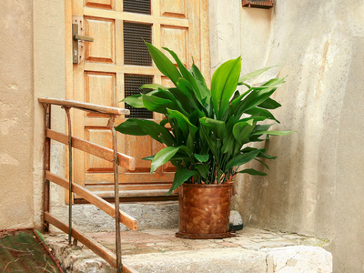Conocé la planta que es tan fácil de cuidar que puede vivir de generación en generación si la tenés en casa