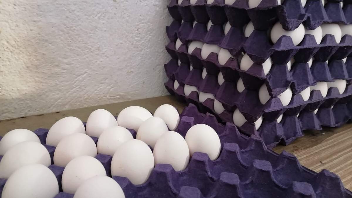 Cómo reciclar un maple de huevos vacío. Fuente: (X)