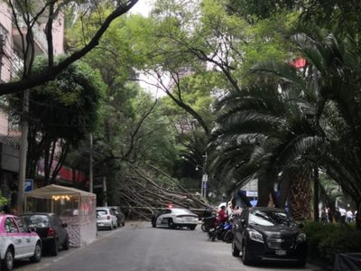 El viento derriba un árbol en Polanco; daña cables, un puesto y un auto
