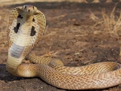 Víbora venenosa que escapó de zoológico sueco sigue prófuga