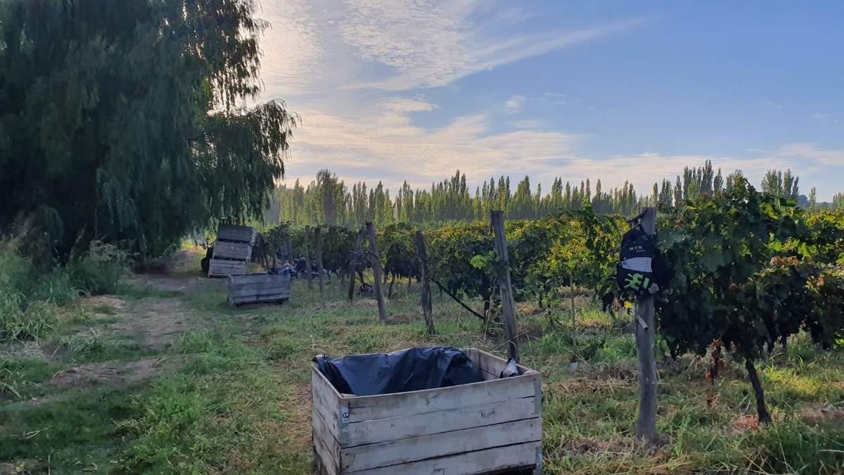 Viñedos en Neuquén. Fuente: (Twitter)