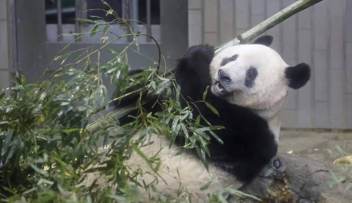 La panda gigante Xiang Xiang en su hábitat en el zoológico de Ueno, en Tokio, Japón