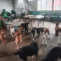 Detienen a directora y conserje de escuela por ataque de jauría a una mujer y dos niños