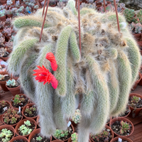 3 formas fáciles de reproducir tu cactus Cola de Mono sin gastar en una planta extra