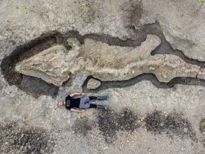 Hallaron un enorme fósil de “dragón marino” en el Reino Unido: “Pensaron que les tomaba el pelo”