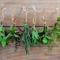 El poderoso ritual que podés realizar en casa con esta hierba aromática para atraer abundancia y buenas energías