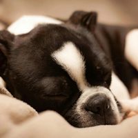 Ciencia y curiosidades de los sueños perrunos: lo que pasa cuando tu perro cierra los ojos