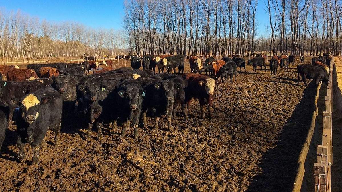 Prevén que en el Incentivo Ganadero 2023 se destine un 50% más que este año. Fuente (Neuquén Informa).