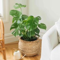 3 plantas de interior de rápido crecimiento que harán de tu hogar una verdadera jungla