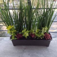 Es fácil de cuidar y una excelente opción para regalar, la planta hermosa para decorar la casa