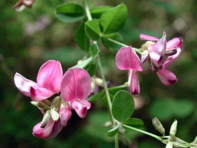La planta con hermosas flores rosadas que es perfecta para poner en tu jardín si querés evitar vecinos chismosos