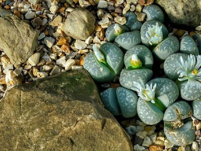 Bonita y cero exigente: la planta que se camufla en el desierto y parece de otro planeta