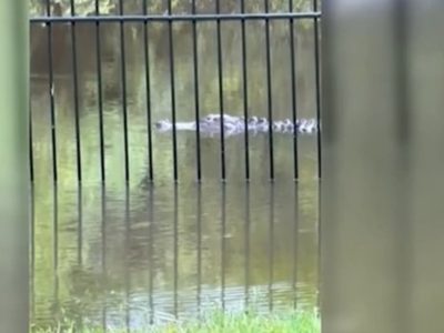 Caimanes nadan por las calles tras la inundaciones que provocó la tormenta tropical Debby