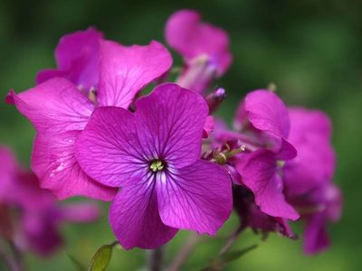 La hermosa planta cuya flor sufre una completa y llamativa transformación cuando muere