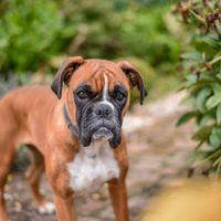 ¿Los perros sienten temblores antes de que pasen?