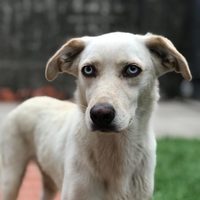 ¿Tenés mascota? Según el horóscopo, este es el animalito ideal para cada signo